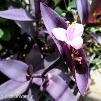 Tradescantia pallida (Purple Heart)