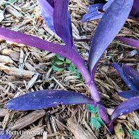 Tradescantia pallida (Purple Heart)