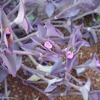 Tradescantia pallida (Purple Heart)