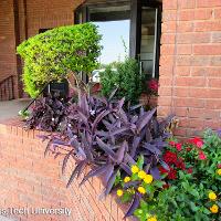 Tradescantia pallida (Purple Heart)