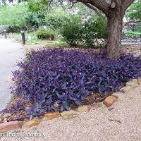 Tradescantia pallida (Purple Heart)