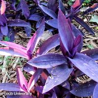 Tradescantia pallida (Purple Heart)