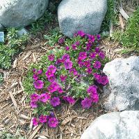 Calibrachoa 'Million Bells' (Million Bells)