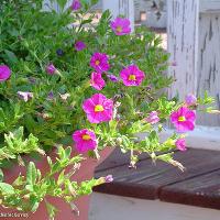 Calibrachoa 'Million Bells' (Million Bells)