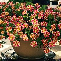 Calibrachoa 'Million Bells' (Million Bells)