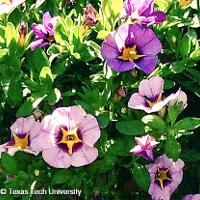 Calibrachoa 'Million Bells' (Million Bells)