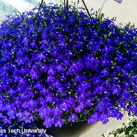 Lobelia erinus (Lobelia)