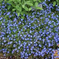 Lobelia erinus (Lobelia)