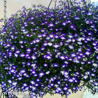 Lobelia erinus (Lobelia)