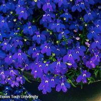 Lobelia erinus (Lobelia)