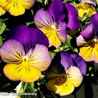 Viola cornuta (Johnny Jump Up)