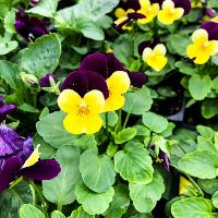 Viola cornuta (Johnny Jump Up)