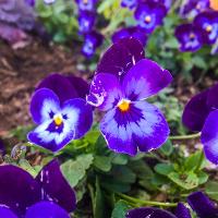 Viola cornuta (Johnny Jump Up)