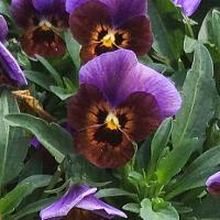 Viola x wittrockiana (Pansy)