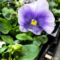 Viola x wittrockiana (Pansy)