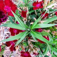 Dianthus chinensis (China Pinks)