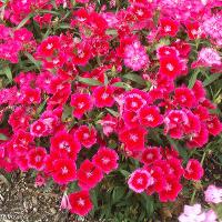 Dianthus chinensis (China Pinks)