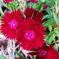 Dianthus chinensis (China Pinks)