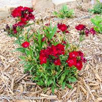 Dianthus chinensis (China Pinks)