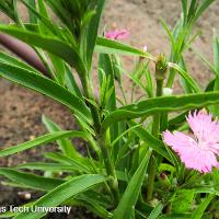 Dianthus chinensis (China Pinks)