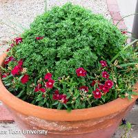 Dianthus chinensis (China Pinks)