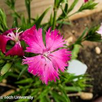 Dianthus chinensis (China Pinks)