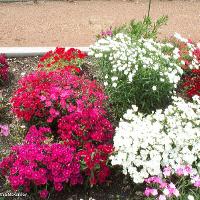 Dianthus chinensis (China Pinks)