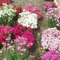 Dianthus chinensis (China Pinks)