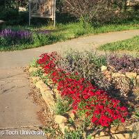 Dianthus chinensis (China Pinks)