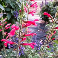 Salvia coccinea (Scarlet Sage)