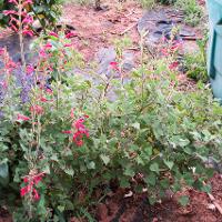 Salvia coccinea (Scarlet Sage)