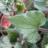 Salvia coccinea (Scarlet Sage)