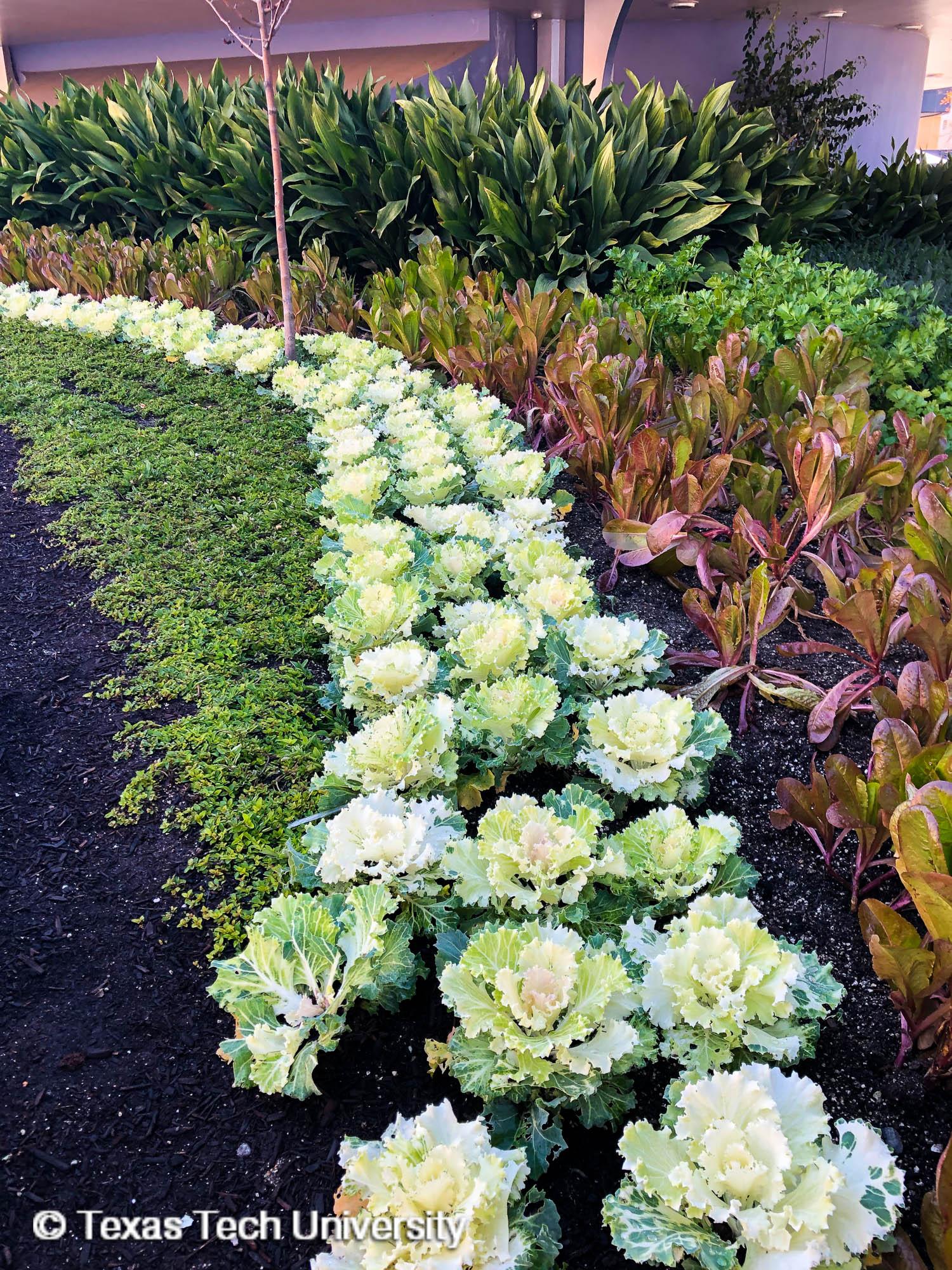 Ornamental Cabbage &amp; Kale Plant Resources Home TTU