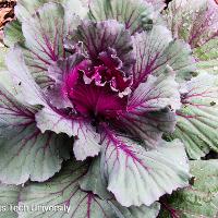 Brassica oleracea (Ornamental Cabbage)