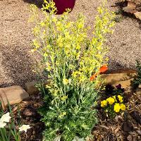 Brassica oleracea (Ornamental Cabbage)