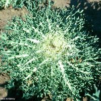 Brassica oleracea (Ornamental Cabbage)