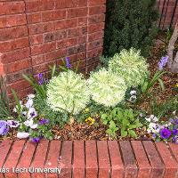 Brassica oleracea (Ornamental Cabbage)