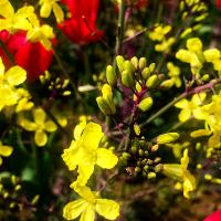 Brassica oleracea (Ornamental Cabbage)