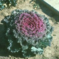 Brassica oleracea (Ornamental Cabbage)