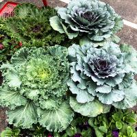 Brassica oleracea (Ornamental Cabbage)