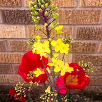 Brassica oleracea (Ornamental Cabbage)