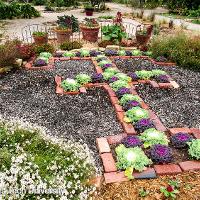 Brassica oleracea (Ornamental Cabbage)