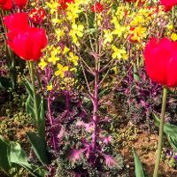 Brassica oleracea (Ornamental Cabbage)