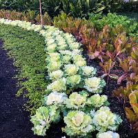 Brassica oleracea (Ornamental Cabbage)