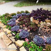 Brassica oleracea (Ornamental Cabbage)