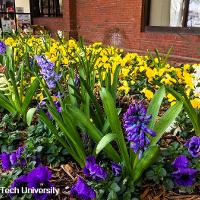 Hyacinthus orientalis (Hyacinth)