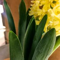 Hyacinthus orientalis (Hyacinth)