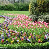 Hyacinthus orientalis (Hyacinth)