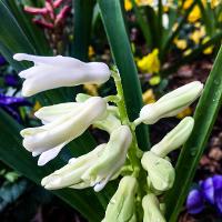 Hyacinthus orientalis (Hyacinth)