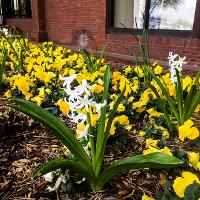 Hyacinthus orientalis (Hyacinth)